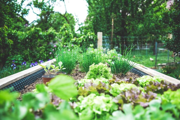 Best Vegetables to Grow for a Small Garden