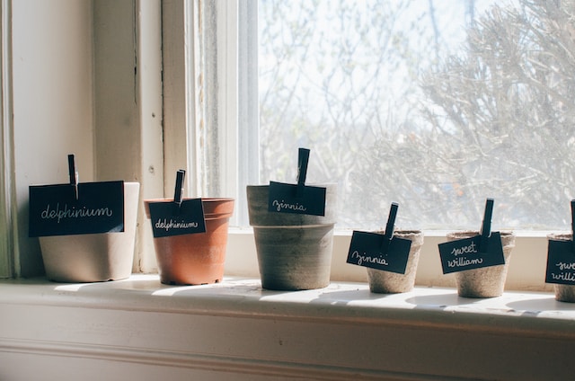 Plant pots on windowsill