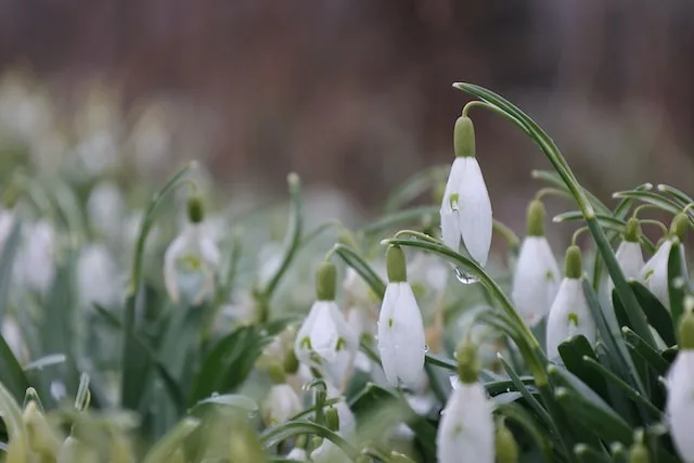 snowdrops in january