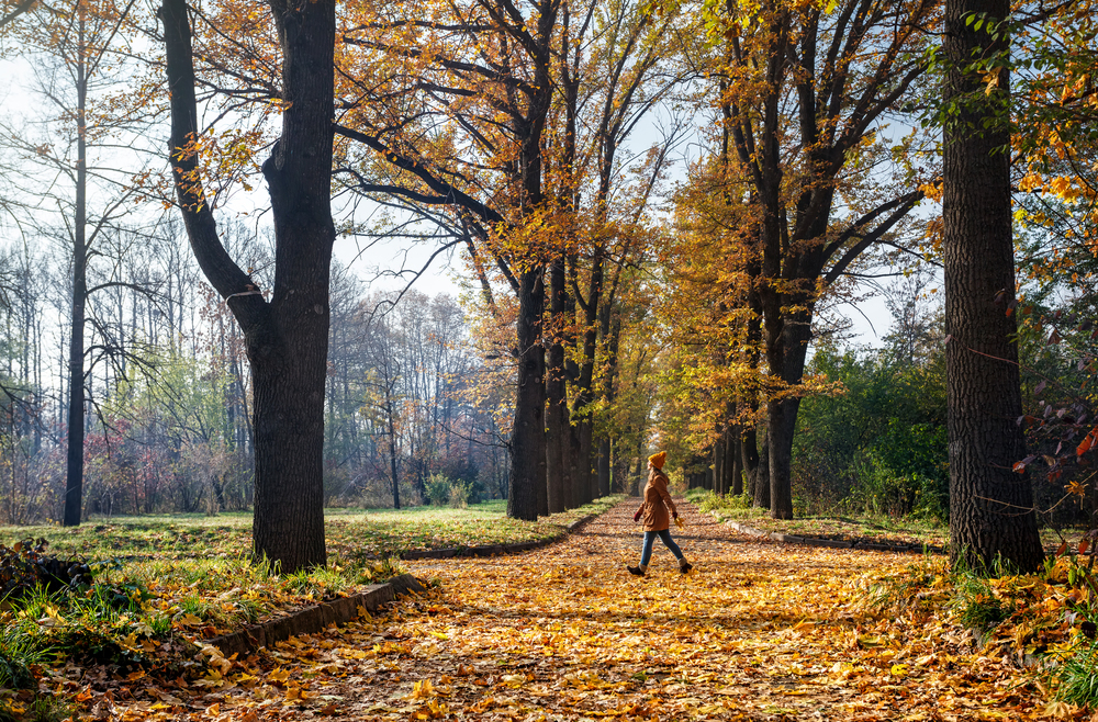 Woman walking down the road with yellow autumn trees in the park