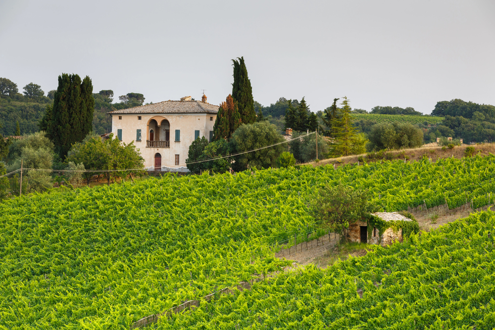 Vineyard near Montalcino